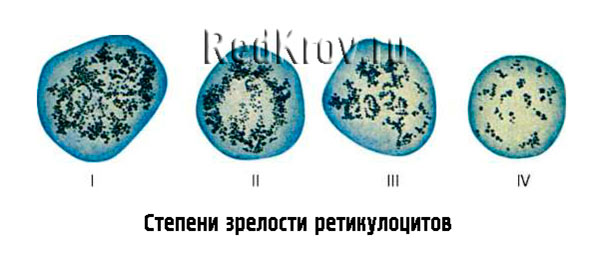 Ретикулоциты